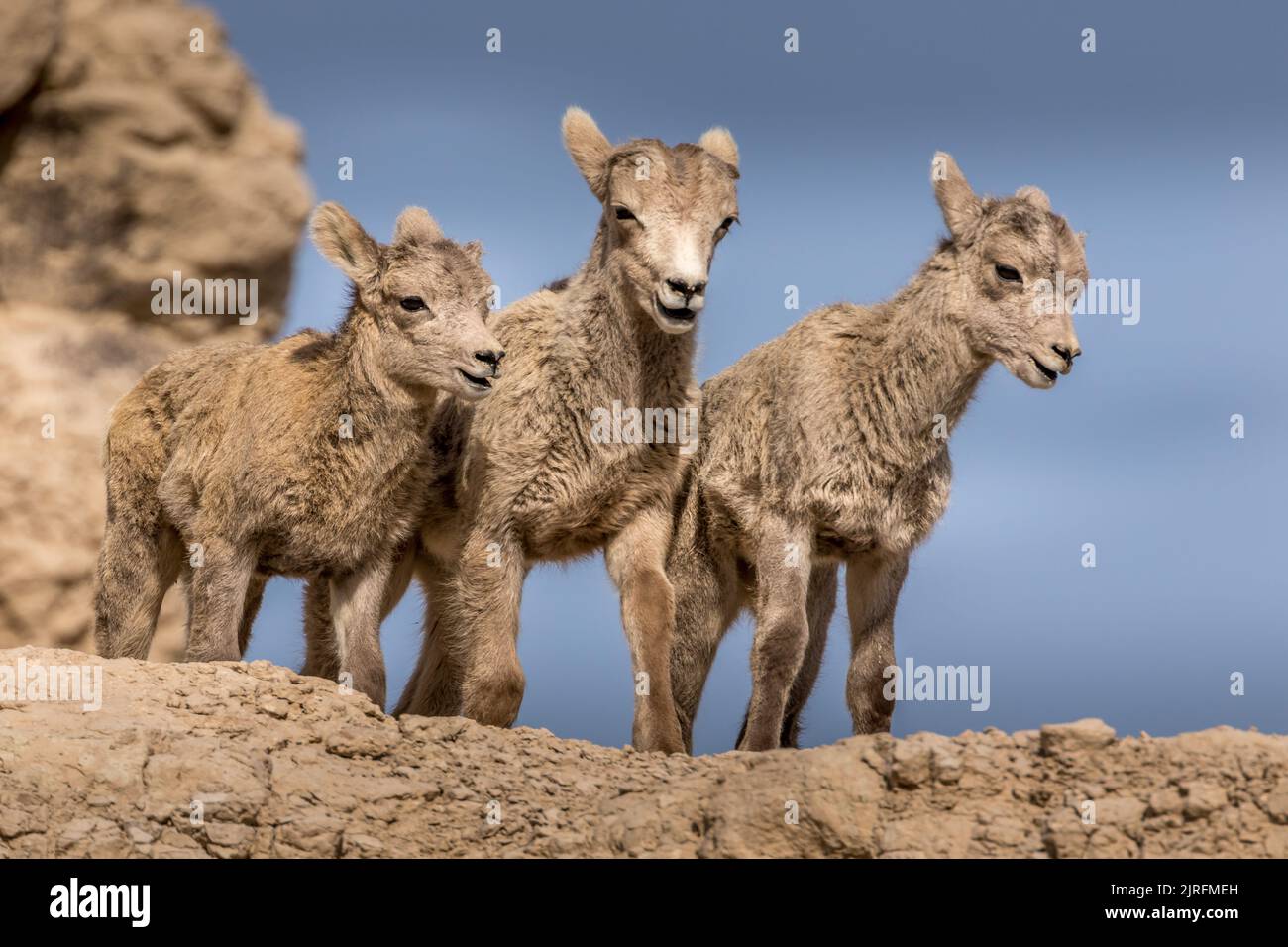 Tre agnelli di Bighorn che riposano nei badlands Foto Stock