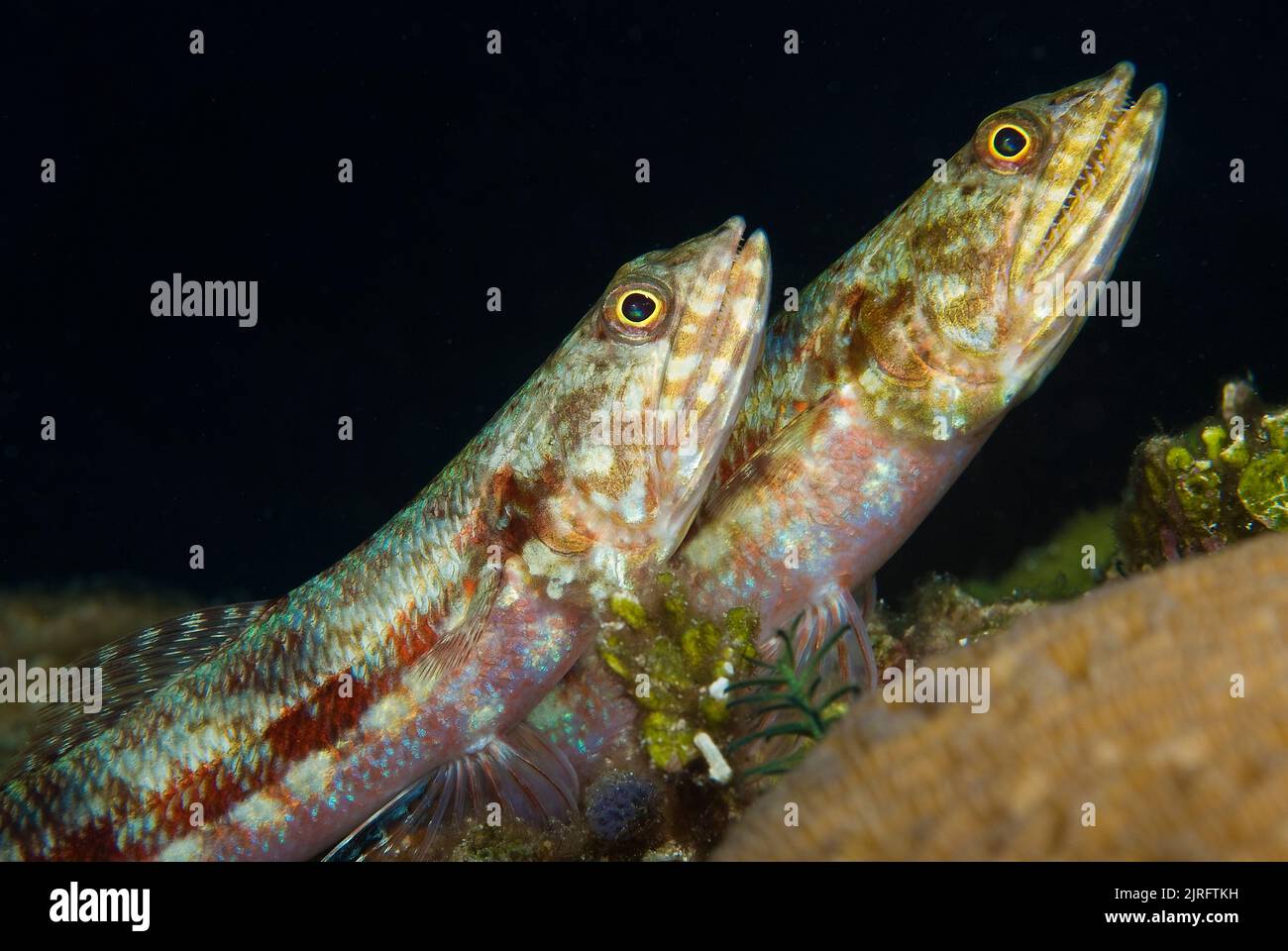 Due pesci lucertola della barriera corallina (Synodus variegates), Papua Nuova Guinea, oceano Pacifico Foto Stock
