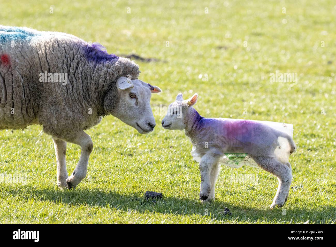 Neonato agnello primaverile con madre della fattoria Yorkshire Dales, indossando un cappotto protettivo di plastica trasparente per proteggerli dai venti freddi persistenti, libero Foto Stock