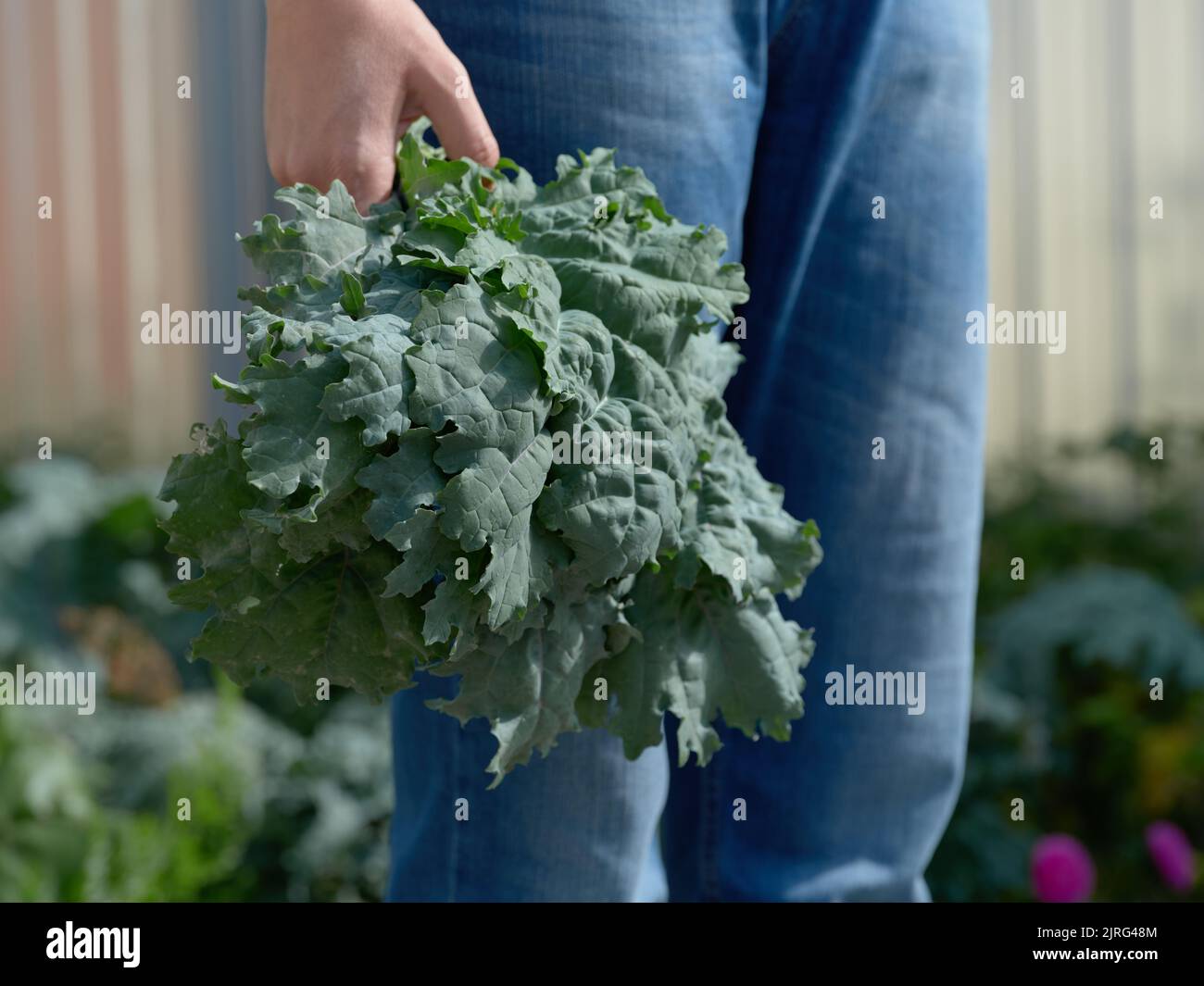 Una donna che tiene il kale lascia in mano. Primo piano. Foto Stock