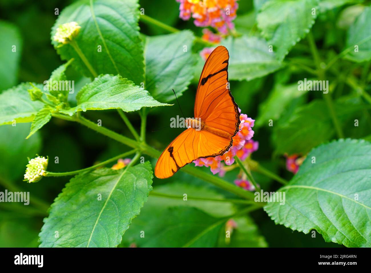 Farfalla Julia, Dryas iulia, raccolta nettare su un fiore di lantana Foto Stock