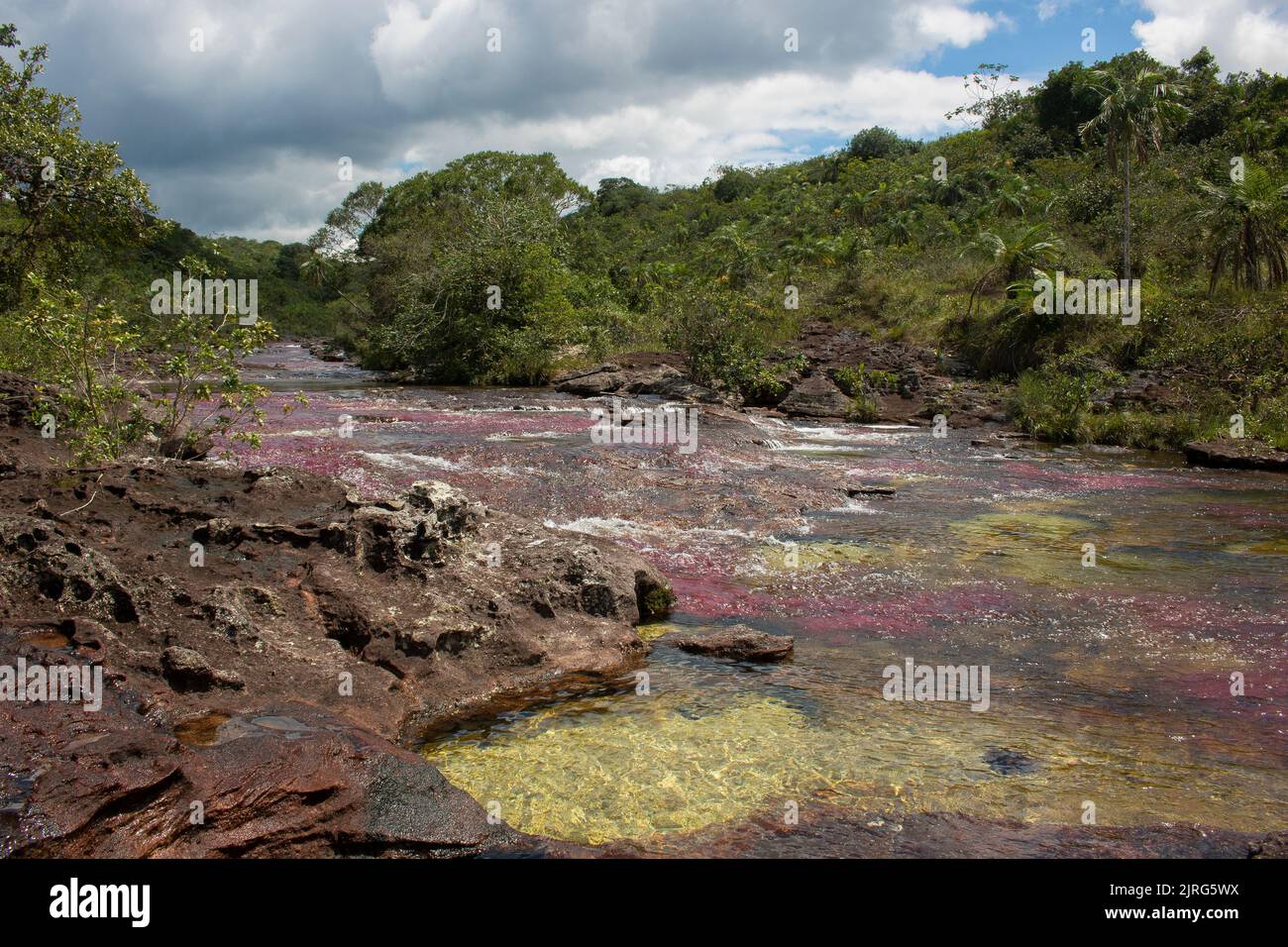 Il fiume Cano Cristales, conosciuto come il fiume Rainbow, nel Parco Nazionale di Serrania de la Macarena, nel Dipartimento Meta della Colombia Foto Stock