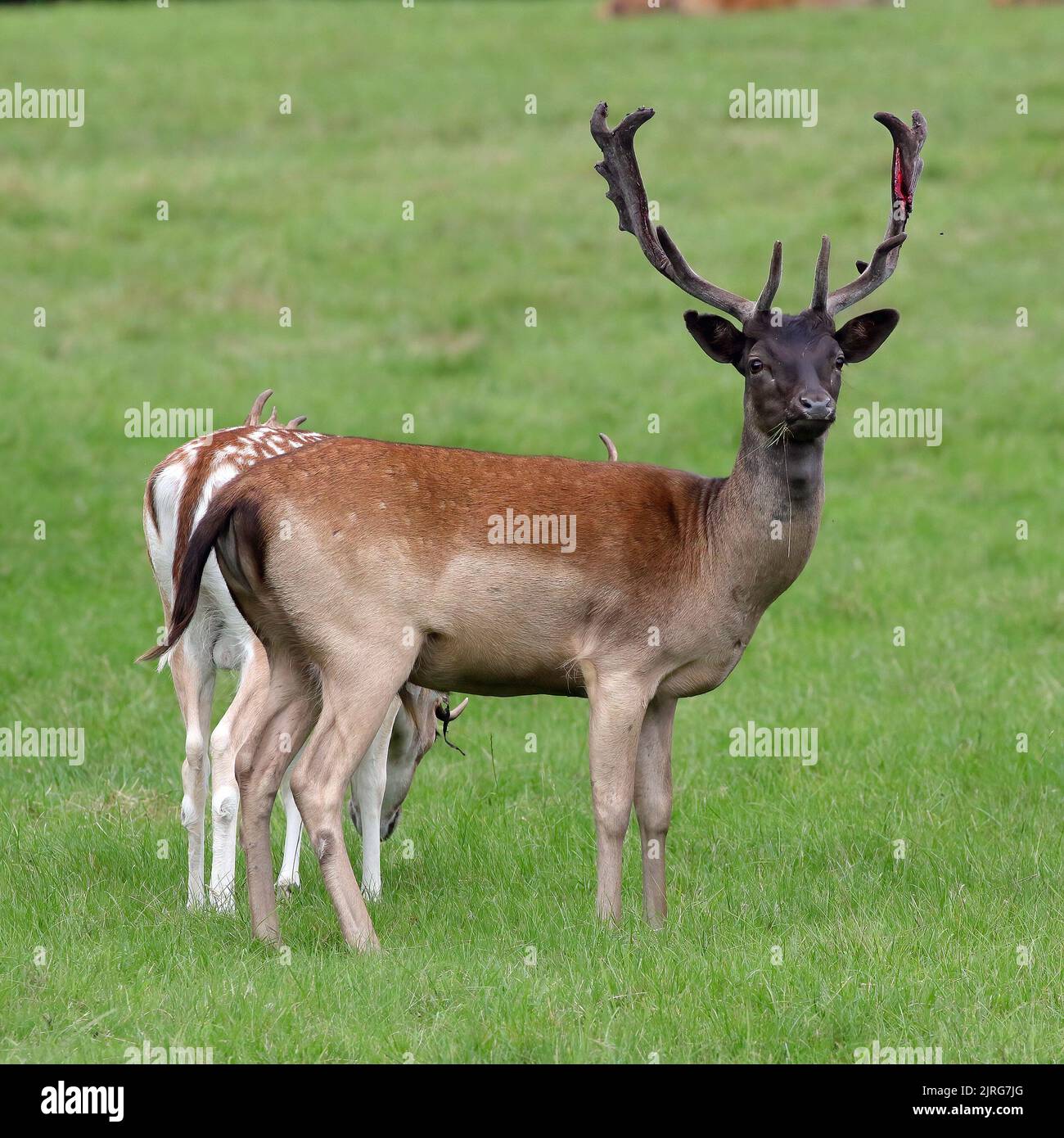 I caprioli europei (Dama dama) bucks Foto Stock