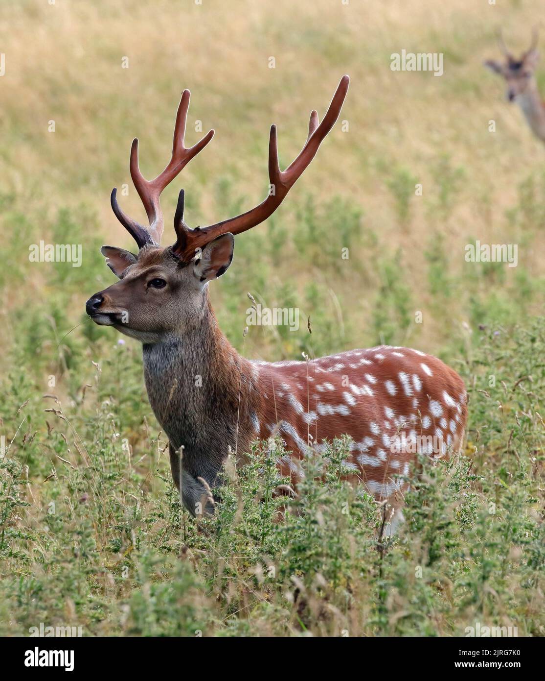 Sika Deer (Cervus nippon) stags Foto Stock