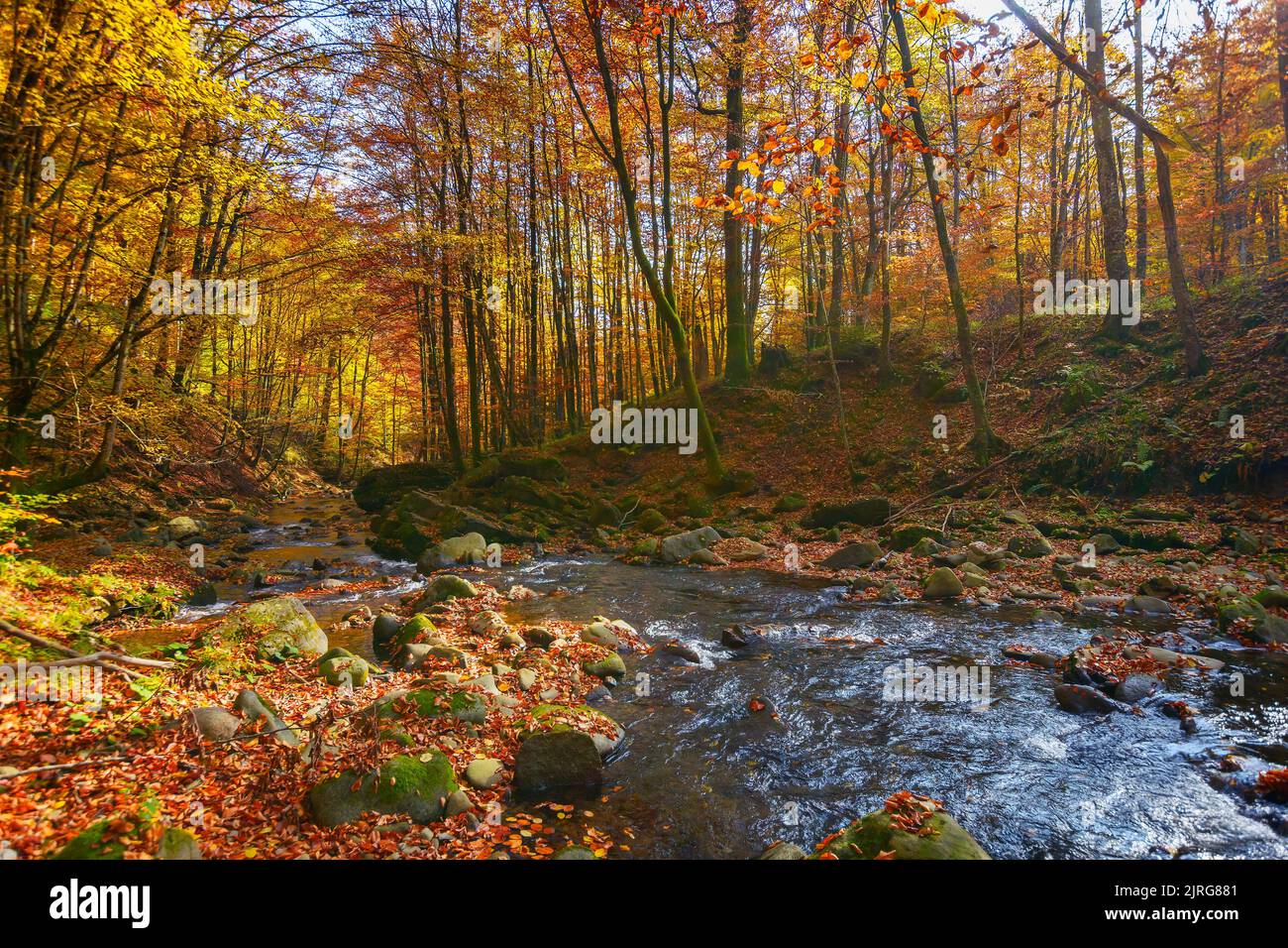l'acqua scorre tra le pietre nella foresta. splendido scenario naturale in autunno. alberi in colori autunnali in una giornata di sole Foto Stock