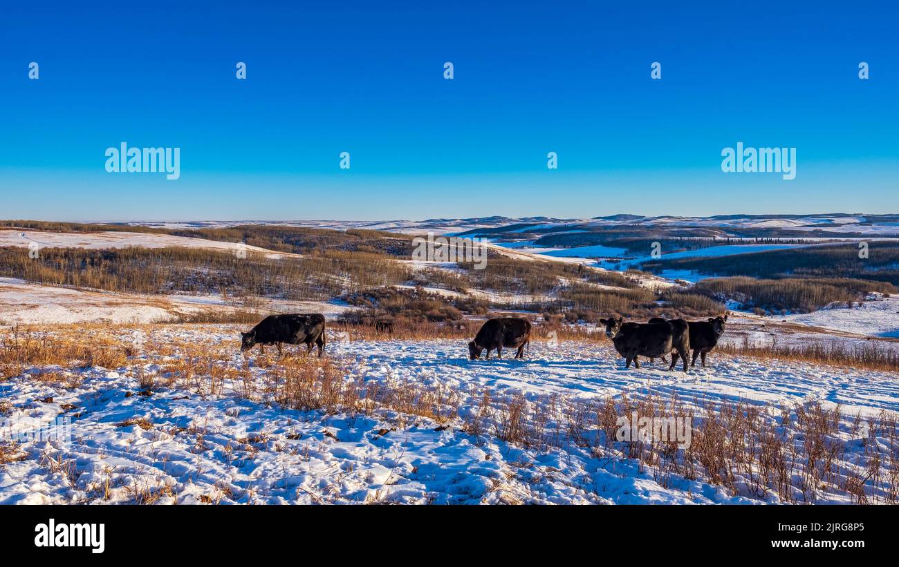 Pascolo del bestiame in una soleggiata giornata invernale ai piedi delle colline dell'Alberta meridionale, Ann & Sandy Cross Conservation area Foto Stock