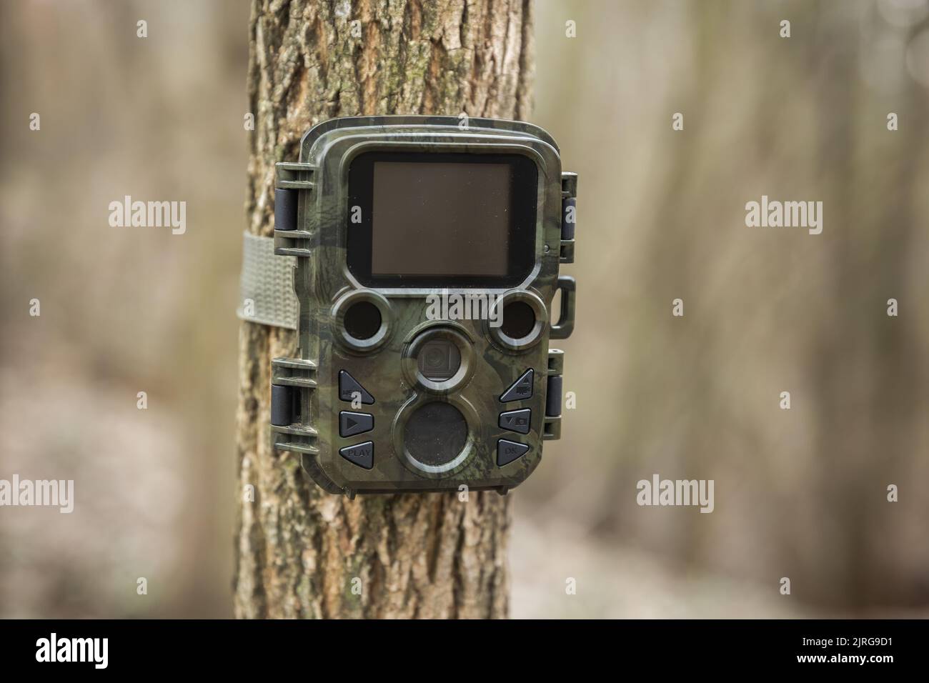 La trappola della macchina fotografica di monitoraggio della fauna selvatica attaccata ad un albero da una cinghia nella foresta autunnale. Videocamera da gioco utilizzata per la ricerca del comportamento degli animali con l'albumina a infrarossi Foto Stock