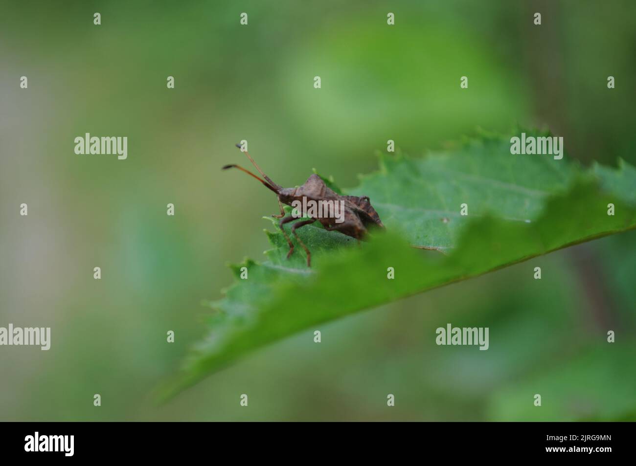 Bug del molo (Coreus marginatus) in attesa di volare su una foglia, Estate, Artvin - Turchia Foto Stock