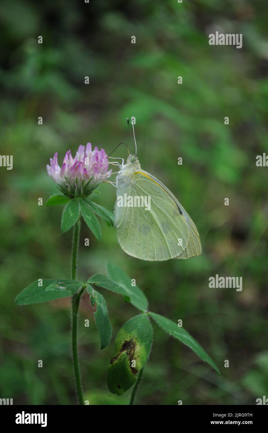 Piccolo bianco (Pieris rapae) che si nutrono su un Trifolium pratense, Estate, Artvin - Turchia Foto Stock