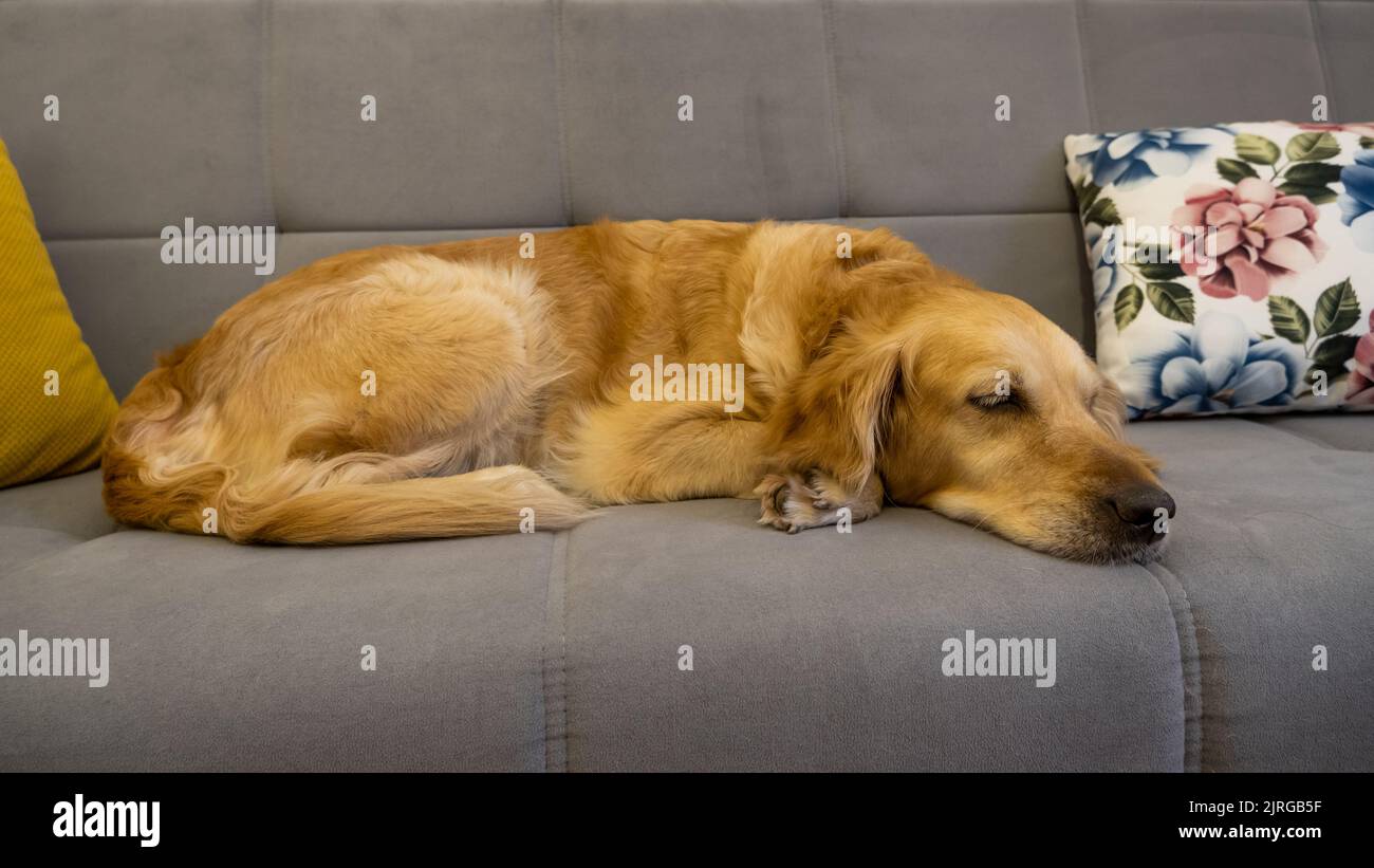 Cane addormentato, cane addormentato su divano grigio, animale addormentato, idea di concetto animale foto. Foto Stock