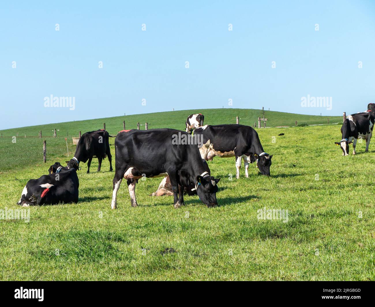 Vacche pascolate gratuite in un campo in una giornata di sole. Cielo blu chiaro sulle verdi colline. Paesaggio agricolo. Mucca bianca e nera su prato verde Foto Stock