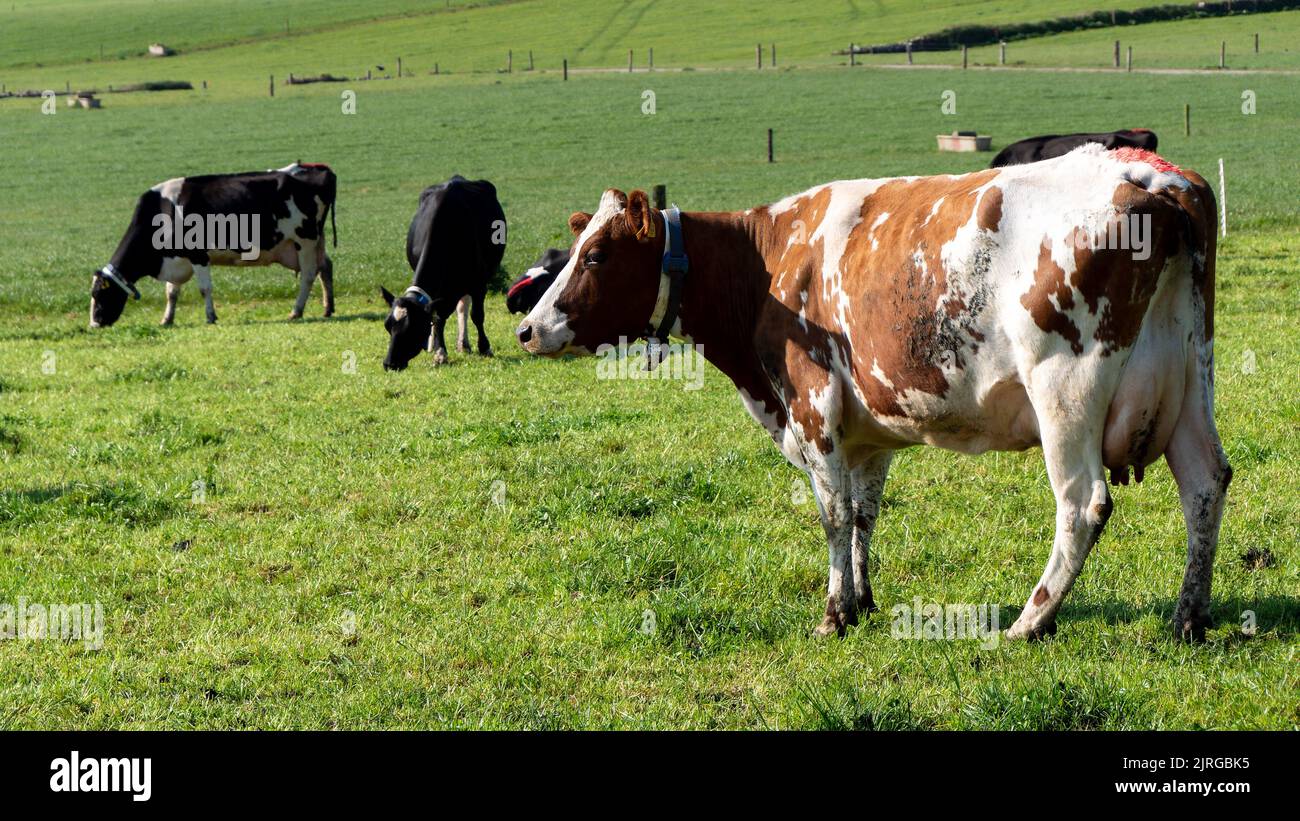 Mucche su un pascolo erba in una giornata di sole. Mucche su pascolo libero. Bestiame grande. Bestiame bovino. Mucca bianca e bruna su prato verde Foto Stock