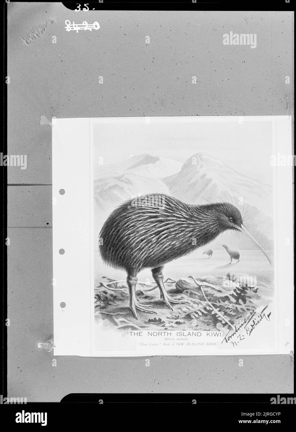 Isola del Nord Kiwi (Apteryx mantelli), di Francis Ernest Tomlinson. Foto Stock