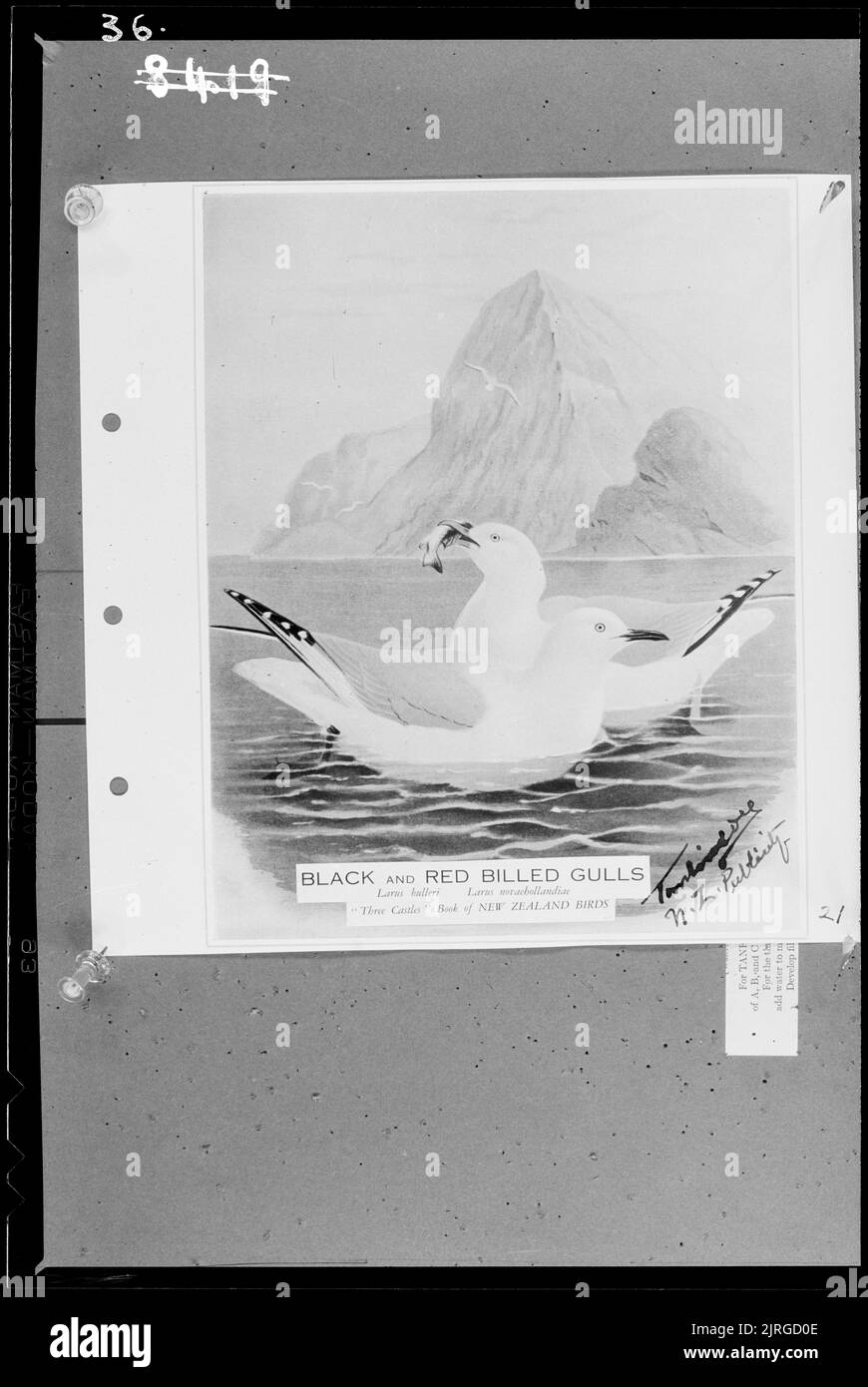 Gabbiano nero (Larus bolleri) e gabbiano rosso (Larus novabollandiae), di Francis Ernest Tomlinson. Foto Stock