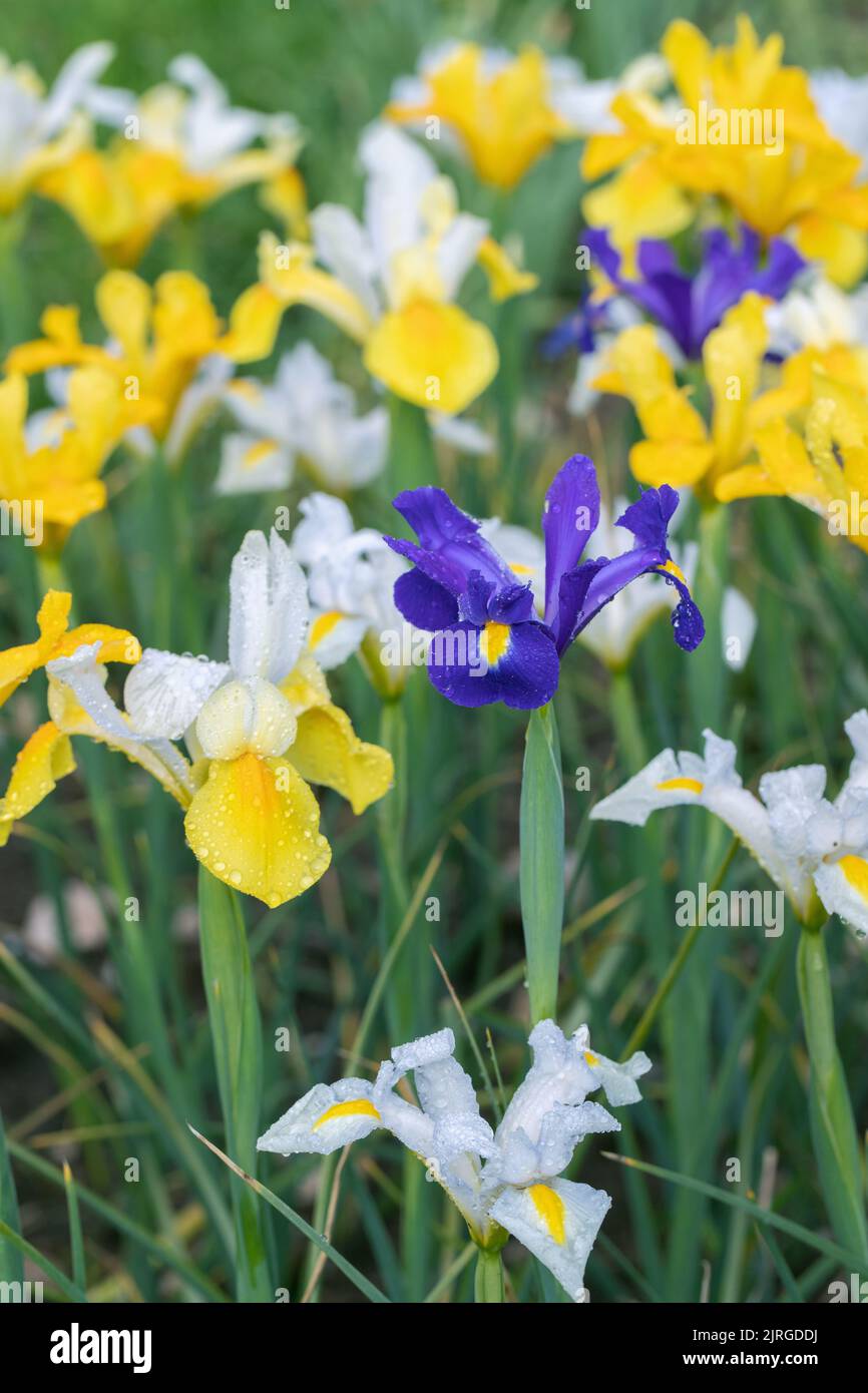 Gruppo di iride olandese (Irisxhollandica) in un giardino di taglio. Foto Stock