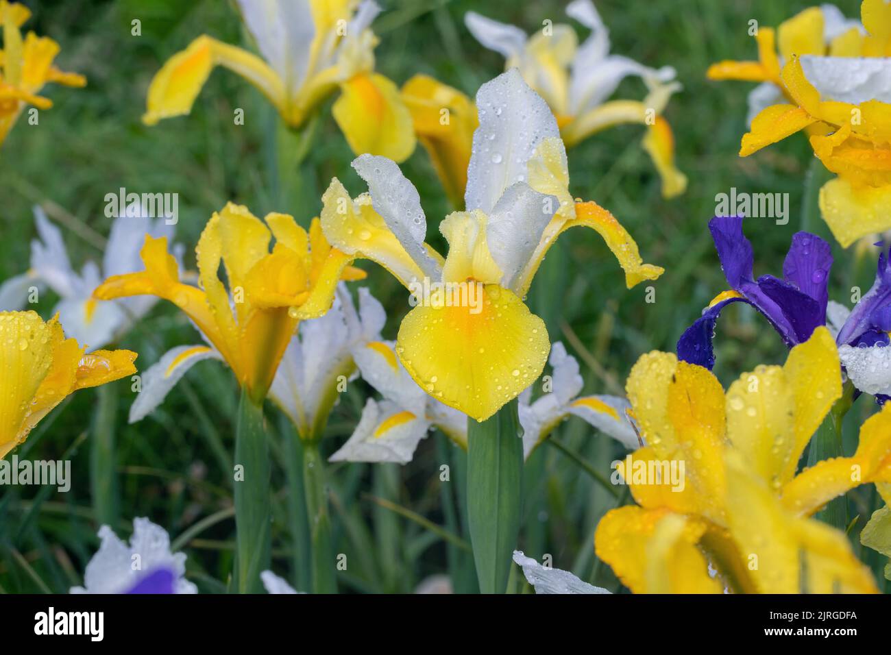 Gruppo di iride olandese (Irisxhollandica) in un giardino di taglio. Foto Stock