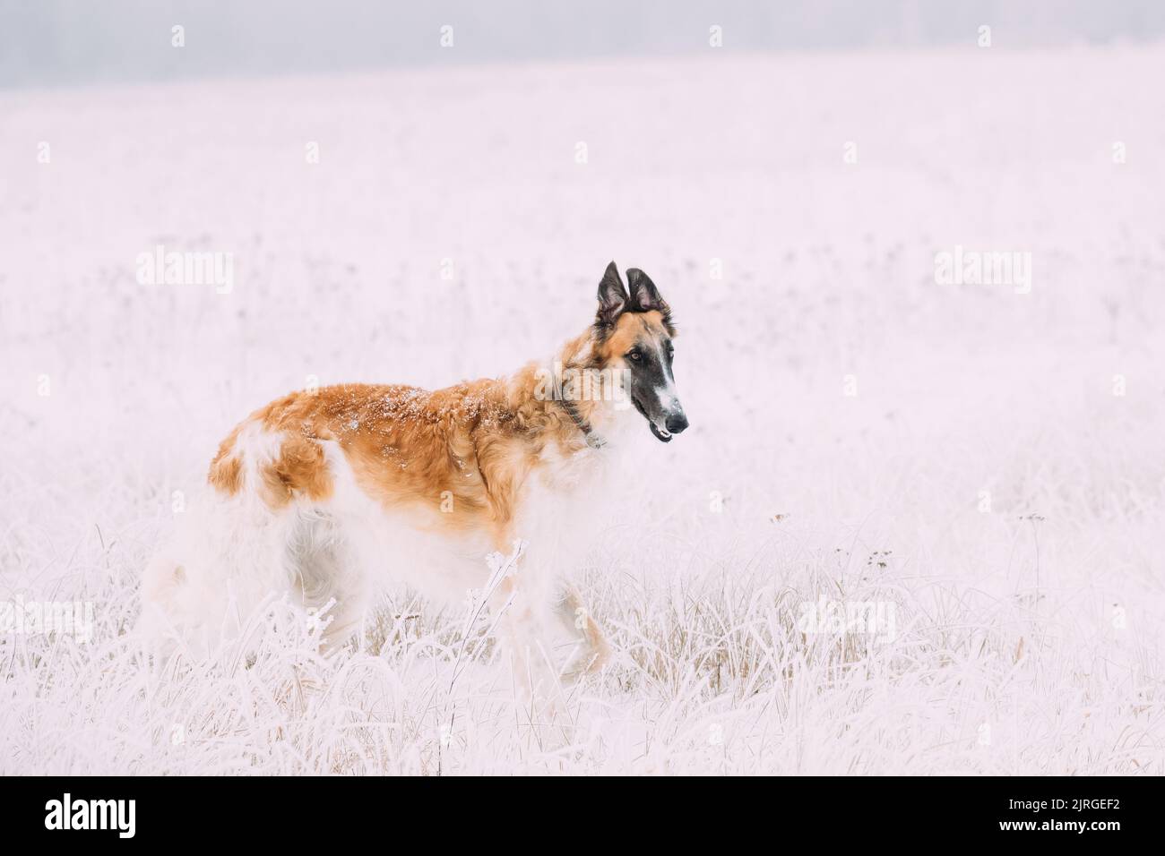 Russo Wolfhound Caccia Sighthound Russkaya Psovaya Borzaya cane durante la caccia all'lepre Al giorno d'inverno in Snowy Field Foto Stock