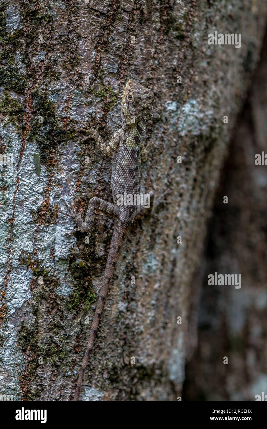 Una lucertola ben mimetizata su un albero. Foto Stock