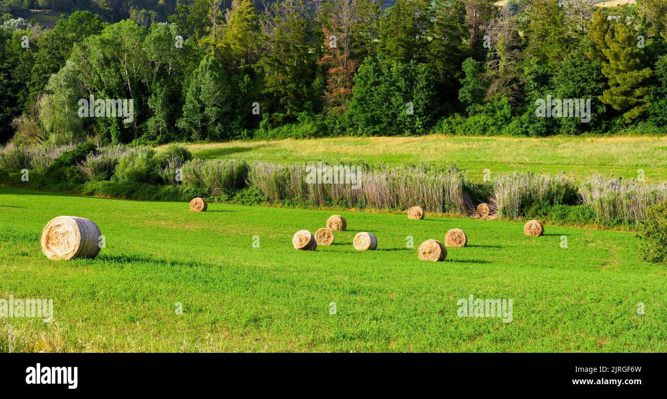 Le colline vicino Peccioli toscana Italia Foto Stock