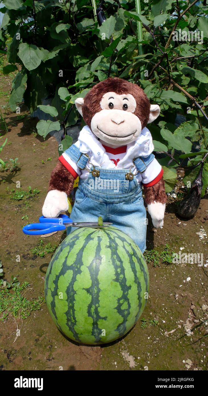 Kasukabe, Saitama, Giappone. Aprile 5, 2015. Un primo piano di una scimmia animale farcito indossando tute tagliando un cocomero gigante rotondo con un motivo verde Foto Stock