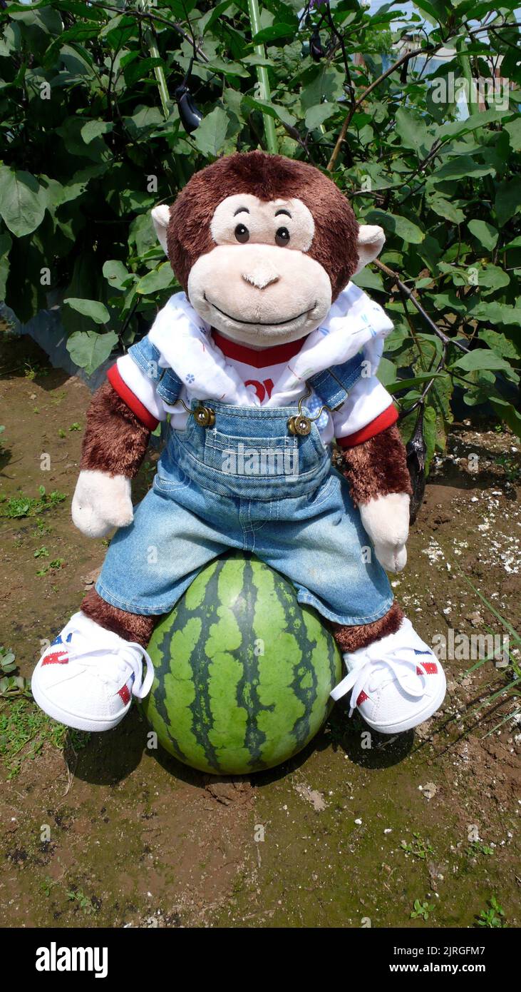 Kasukabe, Saitama, Giappone. Aprile 5, 2015. Un primo piano di una scimmia animale farcito seduta su un gigantesco cocomero rotondo con un motivo verde scuro e chiaro Foto Stock
