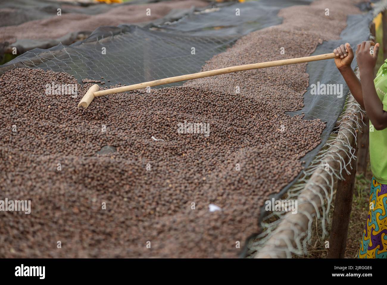Lavoratore mescolando chicchi di caffè durante la loro essiccazione Foto Stock