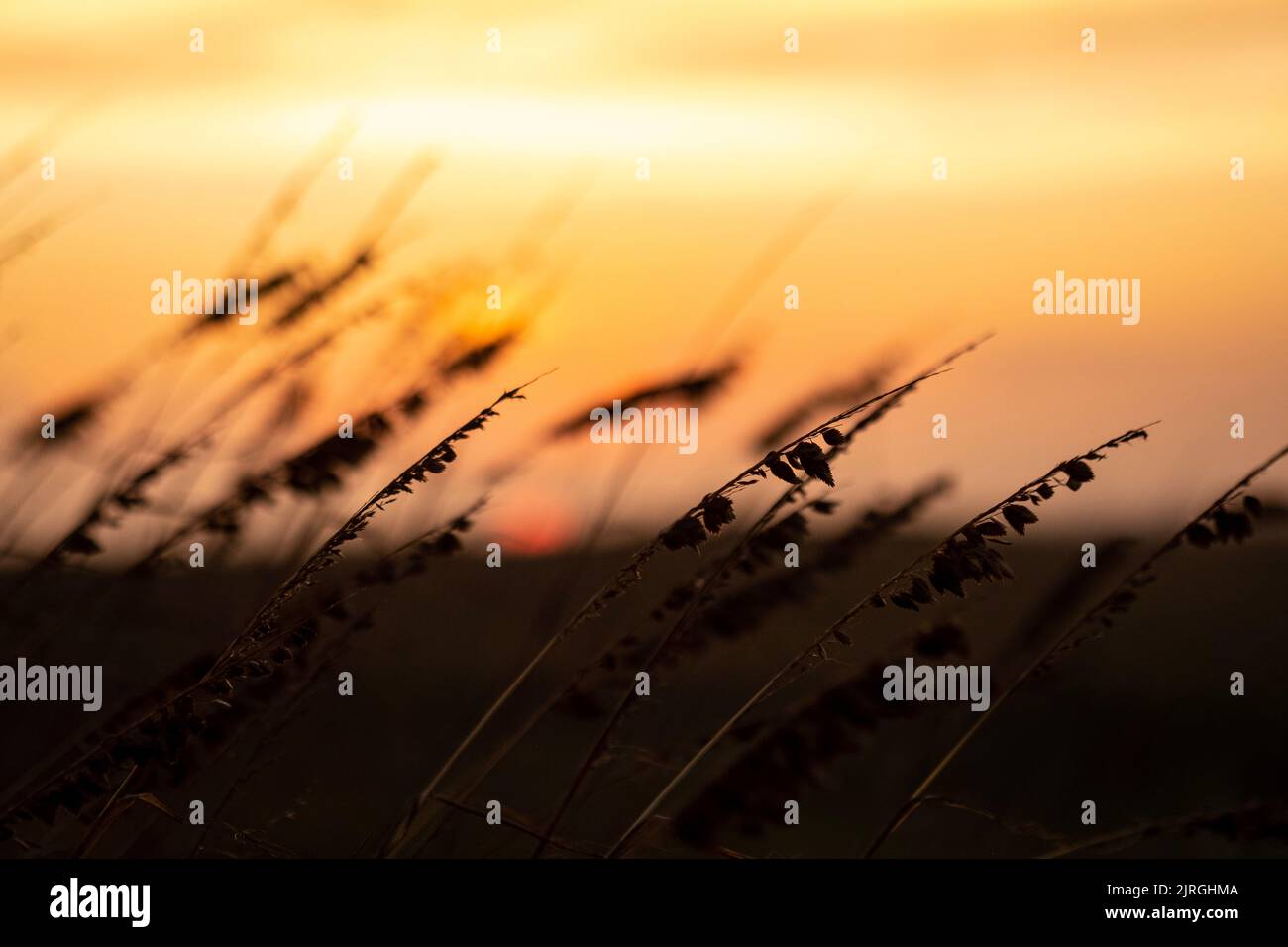 Bluestem di Seacoast e un sole arancione dorato Foto Stock