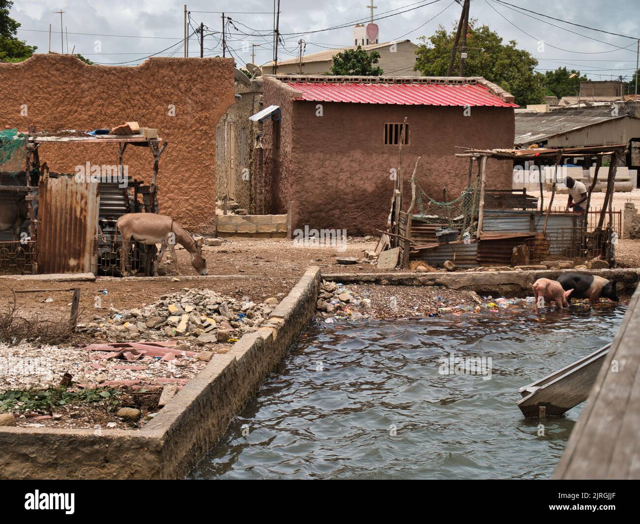 Una foto dell'isola di Fadiouth, Senegal. Mostra alcune case, un asino, due maiali e un uomo sotto un tetto. Foto Stock