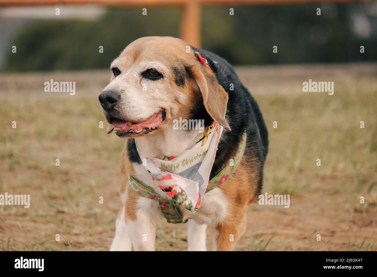 Doggy Foto Stock
