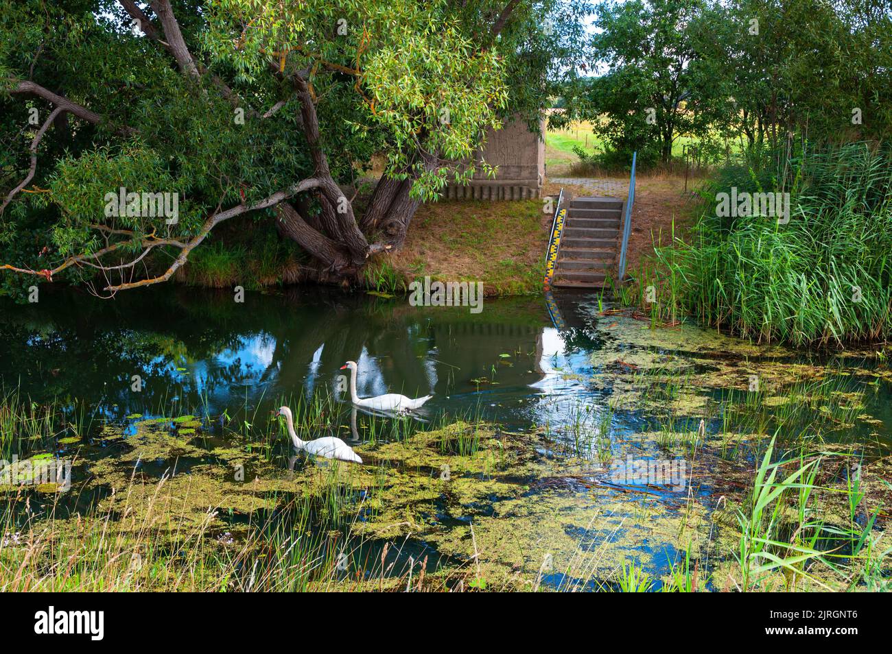 Vegetazione lussureggiante lungo un canale d'acqua a Calvorde, Sachsen-Anhalt, Germania Foto Stock