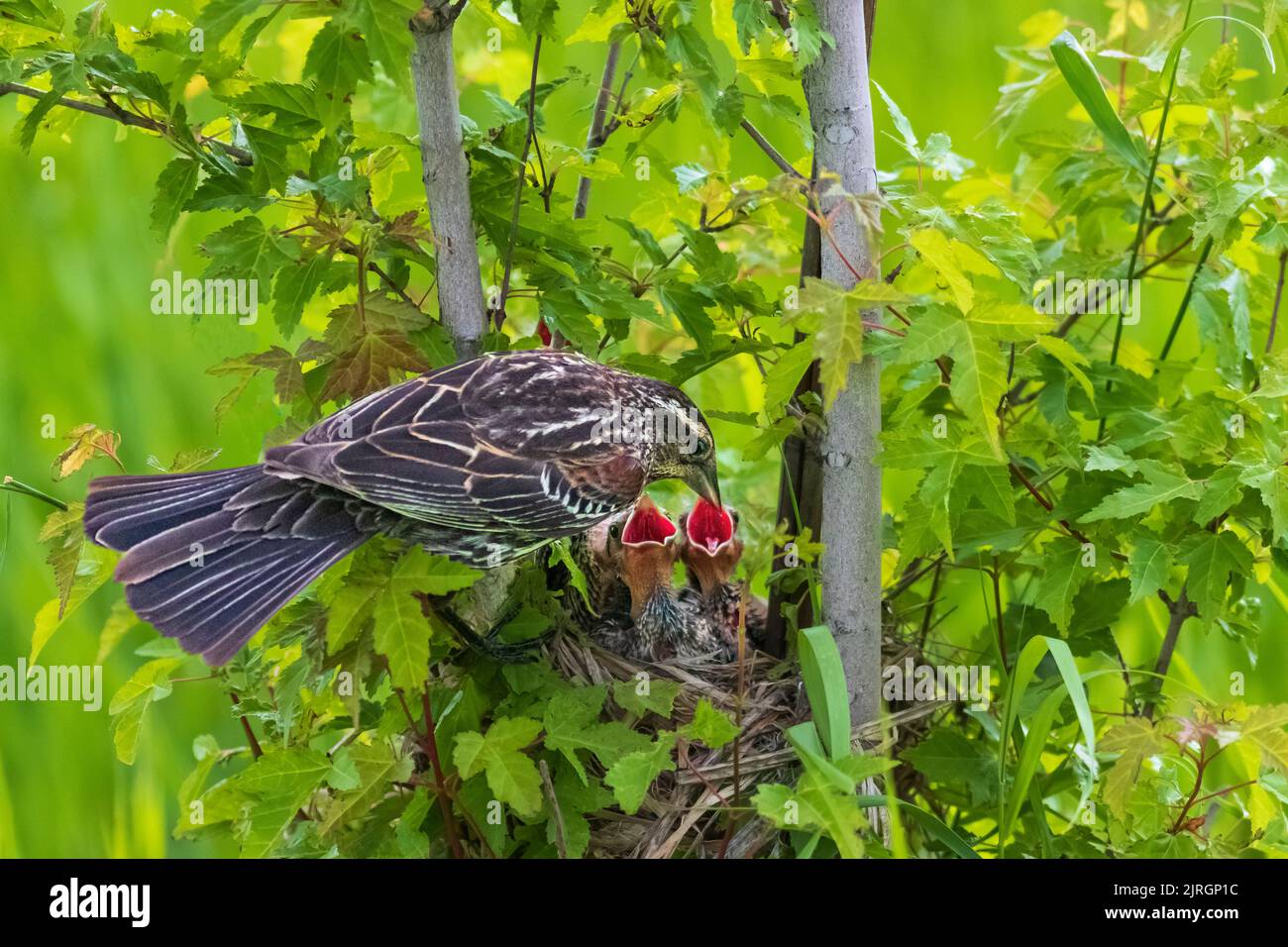 Una femmina di uccello nero dalle alette rosse che alimenta i suoi giovani nel nido al Discovery Nature Sanctuary di Winkler, Manitoba, Canada. Foto Stock