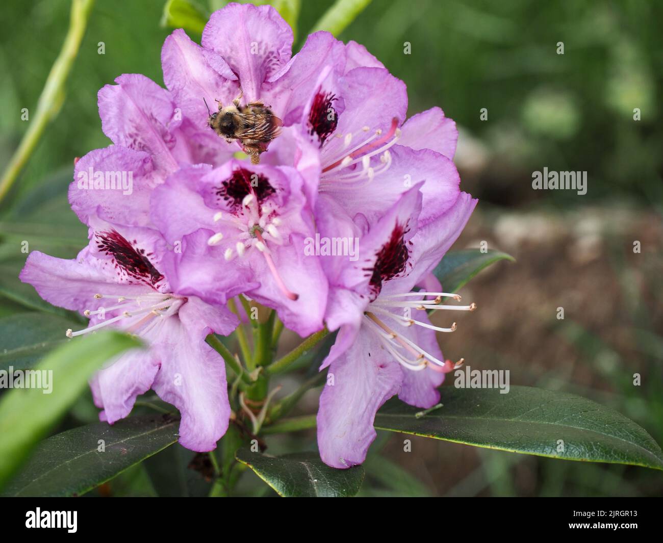 Fiori di rododendro nel cortile Foto Stock