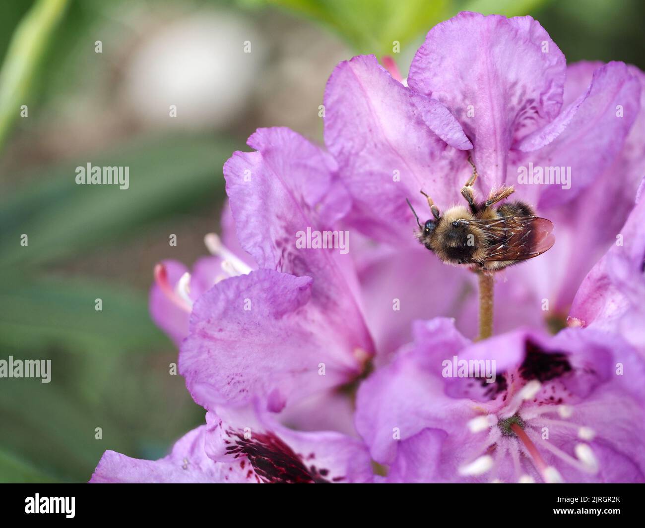 Fiori di rododendro nel cortile Foto Stock