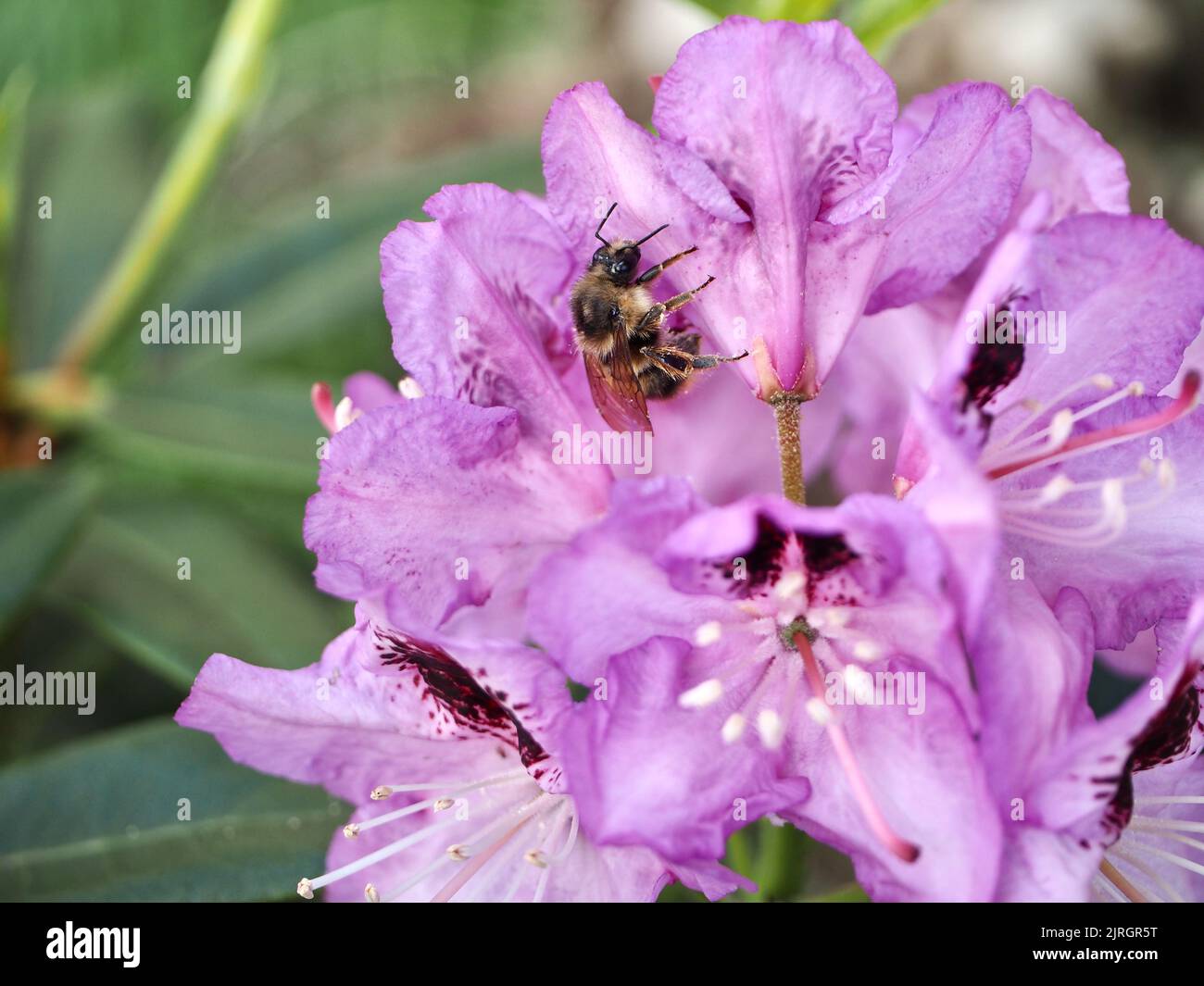 Fiori di rododendro nel cortile Foto Stock
