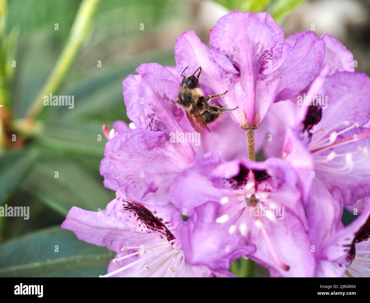 Fiori di rododendro nel cortile Foto Stock