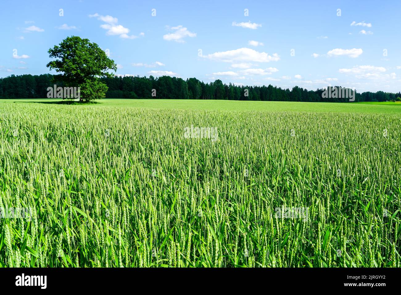 Un querce nel mezzo di un campo di grano su uno sfondo di foresta e cielo blu con nuvole bianche Foto Stock