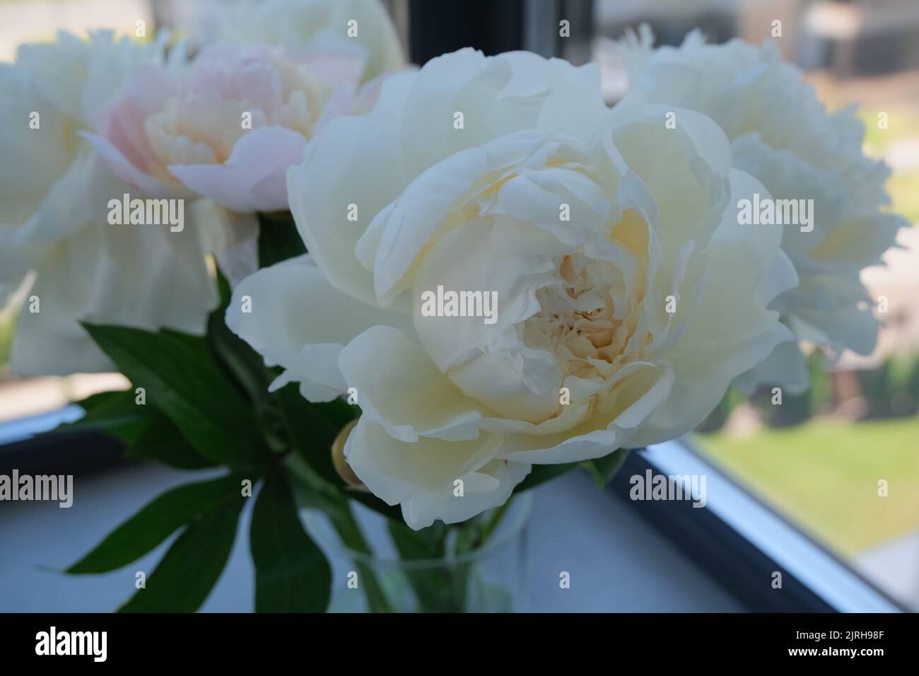 Fiori di peonia bianca in fiore. Composizione floreale creativa e fresca in colori neutri. Splendida carta da parati botanica o elegante biglietto d'auguri Foto Stock