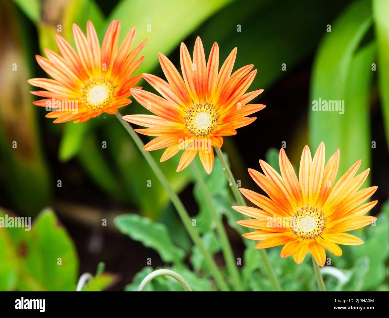 Fiori di orange rosso petallato ornamentale daisy sudafricano, Arctotis 'fiamma', una varietà semi-dura Foto Stock