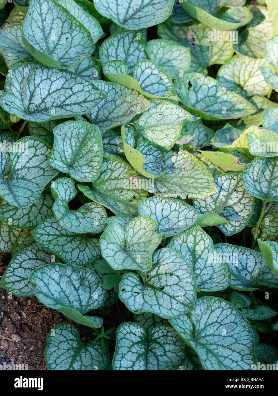 Foglie d'argento verde venato del suolo che ricoprono piante di fogliame perenne, brunnera macrophylla "MR Morse" Foto Stock