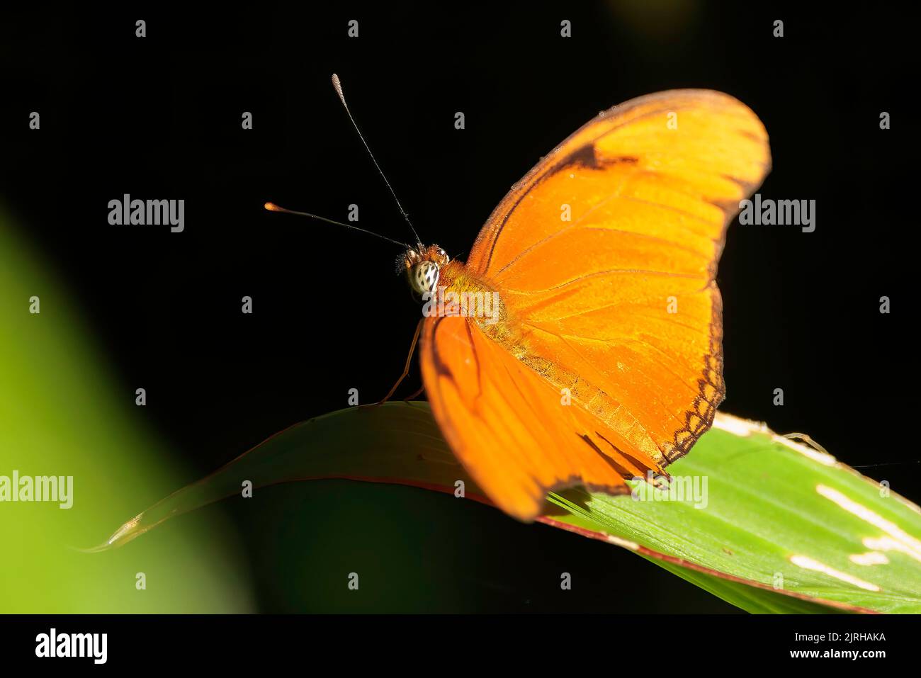 Farfalla di Dryas Julia che si appollaiano su una foglia verde nel parco nazionale di Tortuguero, Costa Rica Foto Stock