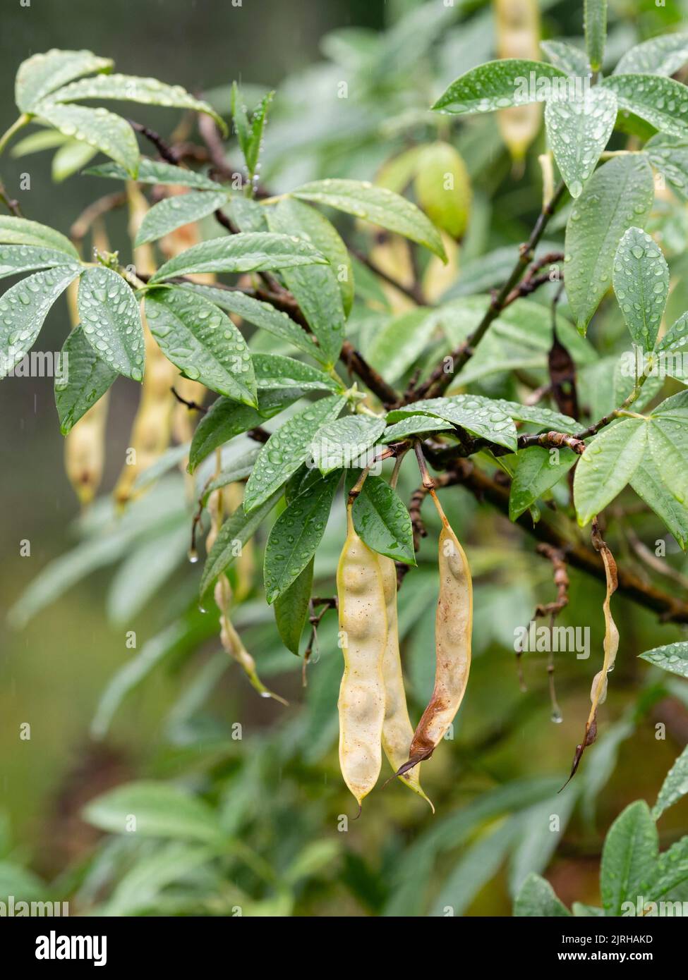 Fogliame piovoso e pods di semi di fine estate del laburnum di Himalayan, Piptanthus nepalensis Foto Stock