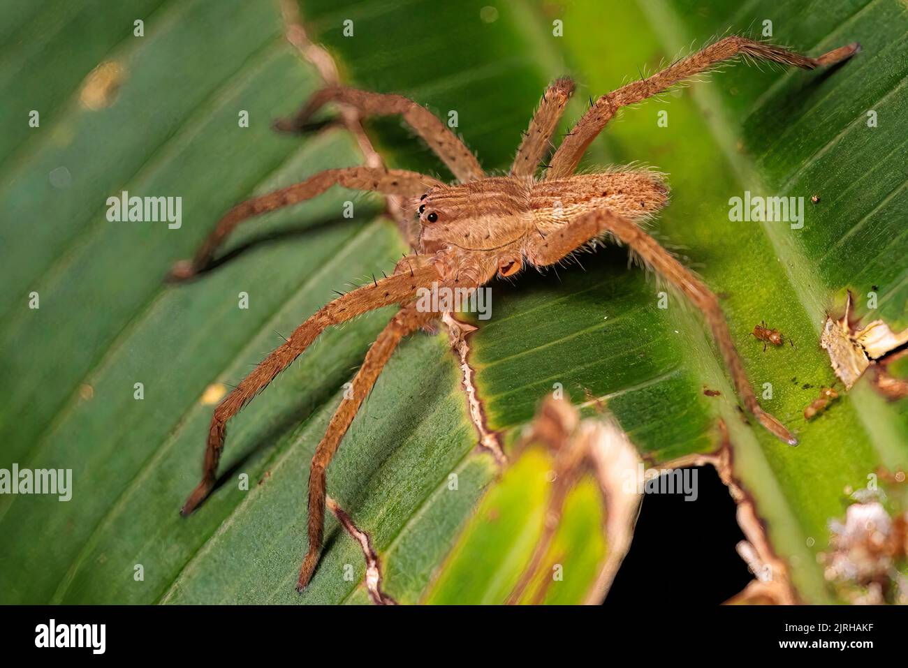 Ragno femminile americano (Pisaurina mira) in piedi su foglia verde di notte a Tortuguero, Costa Rica Foto Stock