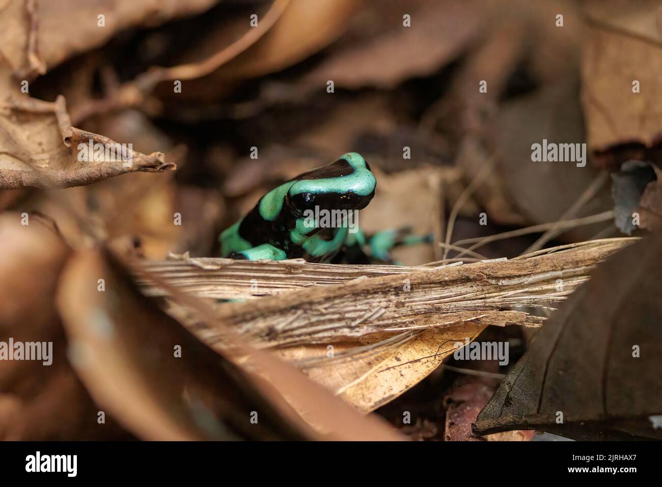 Rana verde e nera avvelenata (Dendrobates auratus) in piedi sul terreno a Horquetas, Heredia, Sarapiqui, Costa Rica Foto Stock