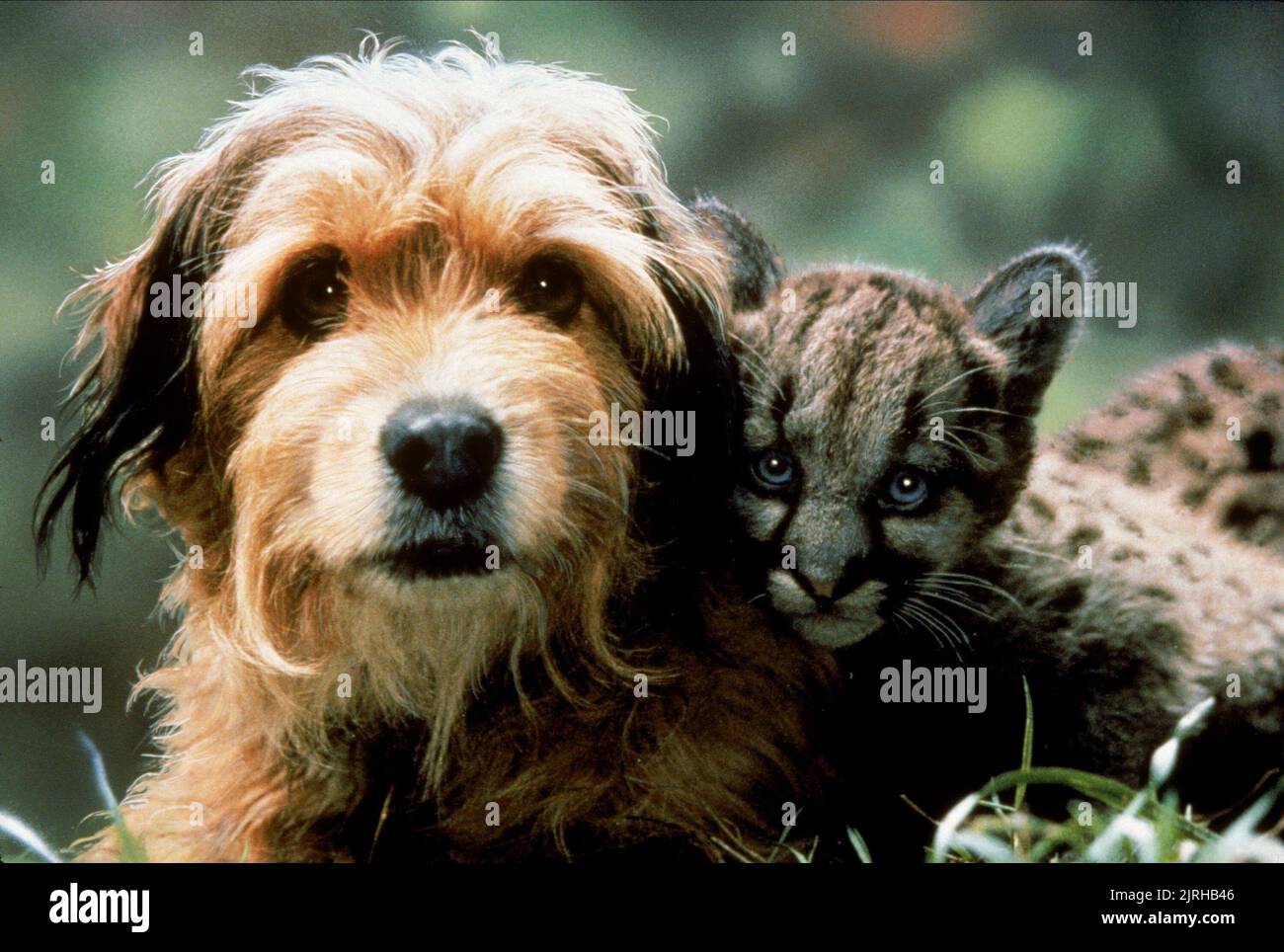 Benji the hunted immagini e fotografie stock ad alta risoluzione - Alamy