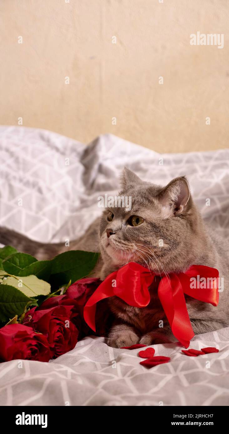 Romantico San Valentino con un animale domestico, un gatto grigio diritto scozzese britannico, a letto con rose rosse e candele. Romanticismo di una singola donna il 14 febbraio Foto Stock
