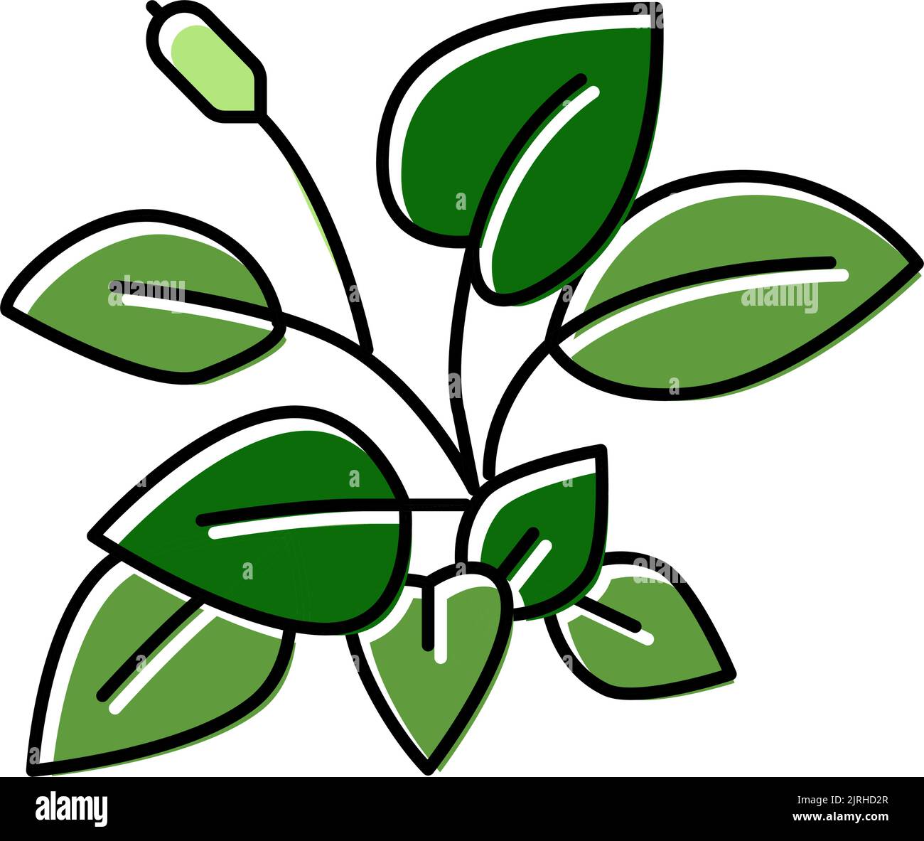 anubia nana immagine vettoriale icona a colori Illustrazione Vettoriale
