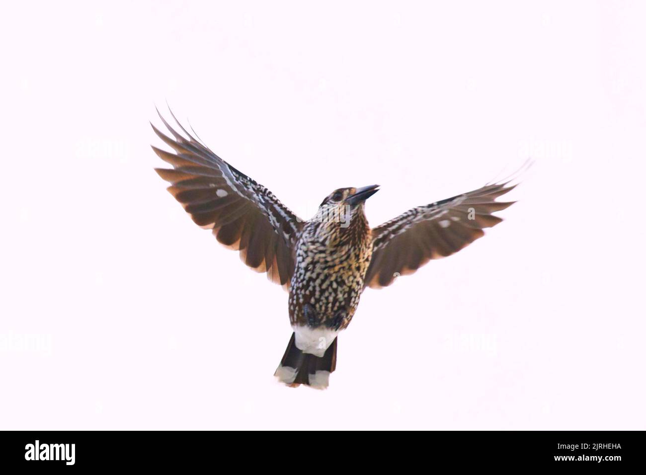 Un primo piano di un nutcracker macchiato che vola in aria con le sue ali completamente aperte Foto Stock