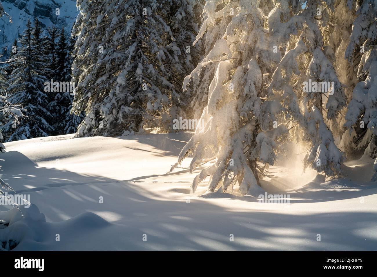 Verschneite Bäume zur goldenen Stunde in Bayern, Deutschland. Foto Stock