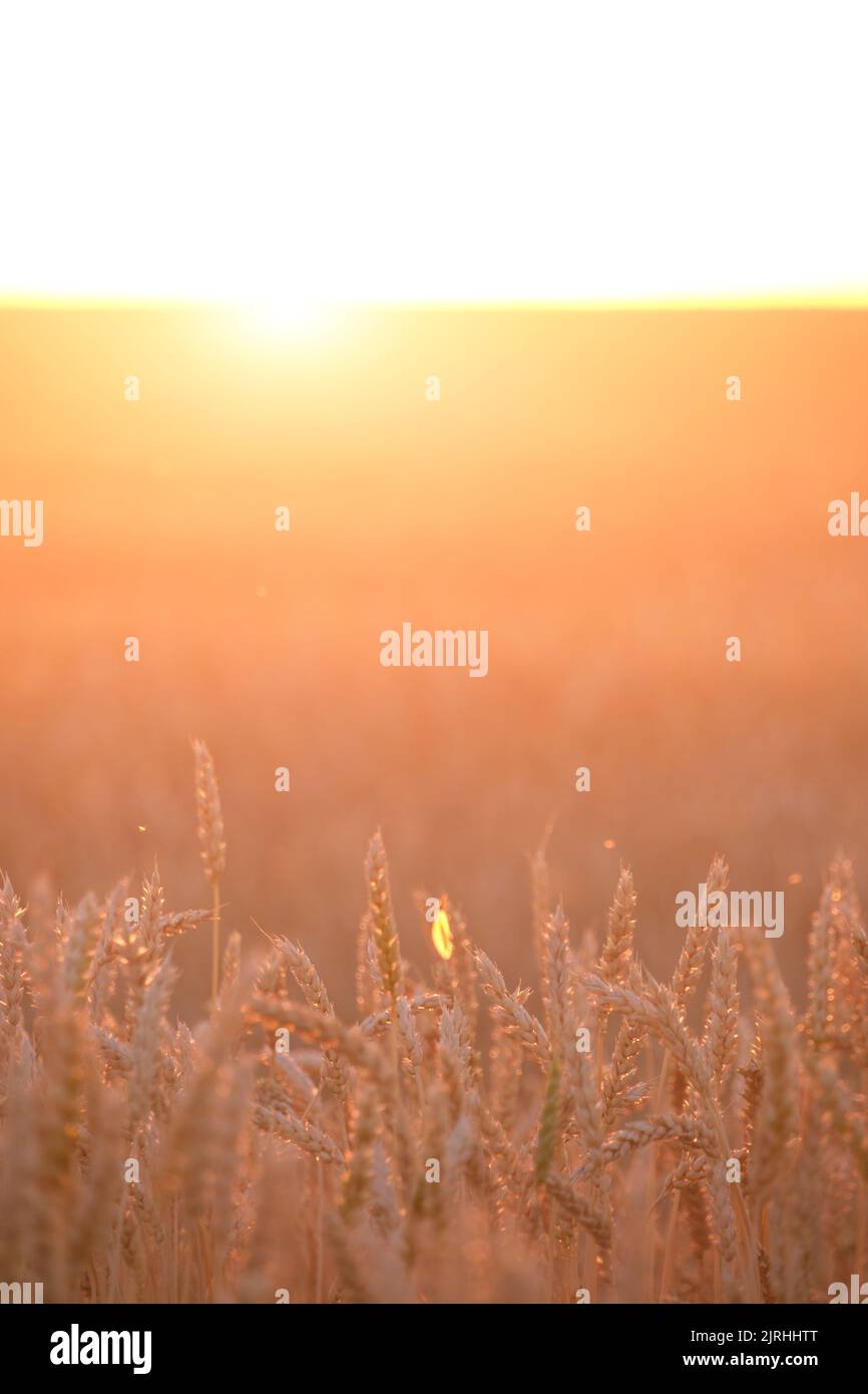 Campo con sfondo grano maturo luminoso arancio tramonto Foto Stock