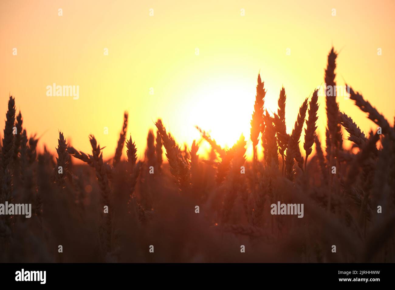 Spighe grano maturo in tramonto chiaro e colorato Foto Stock